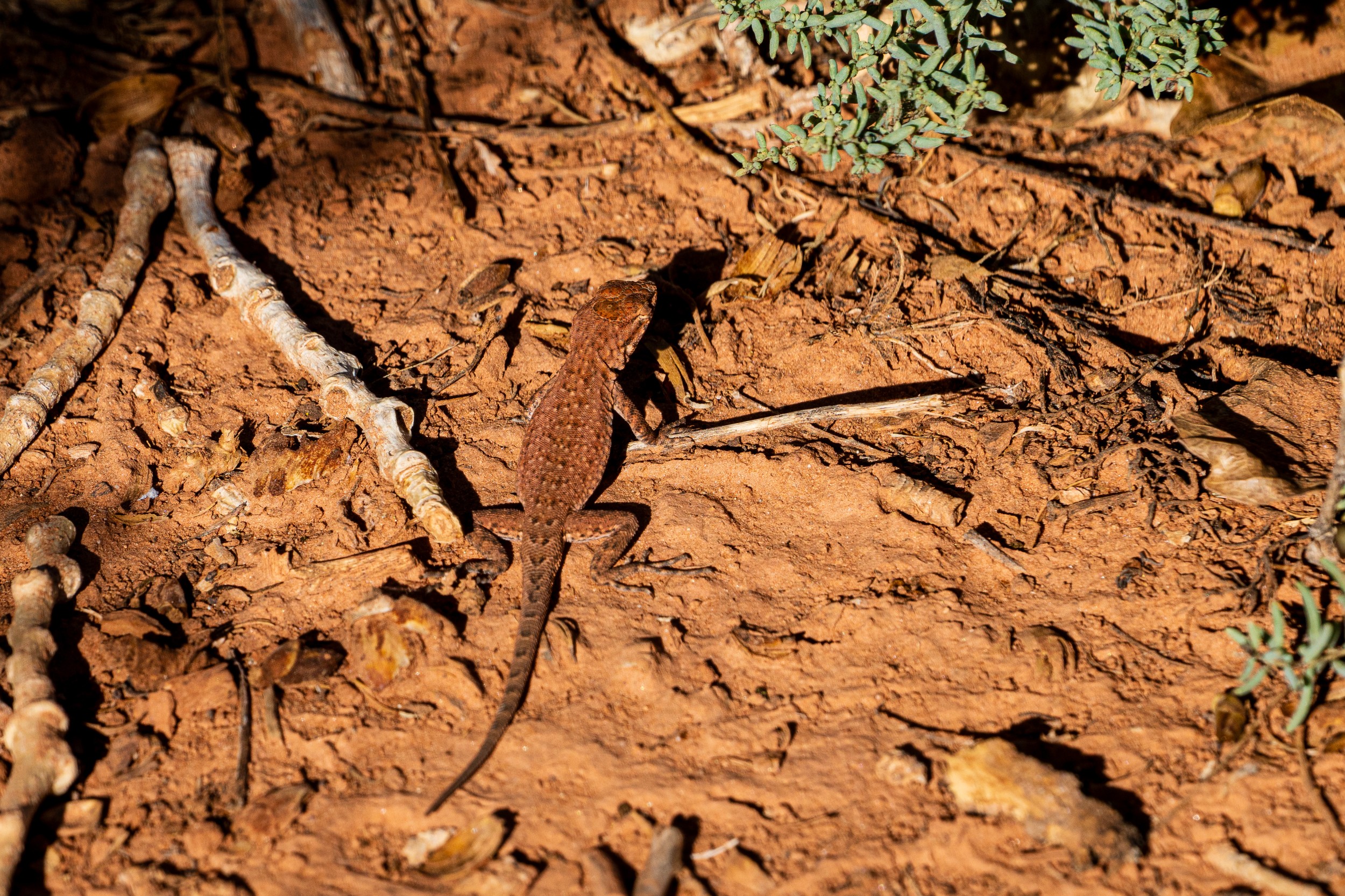 USA 2024 5 Sterne 100